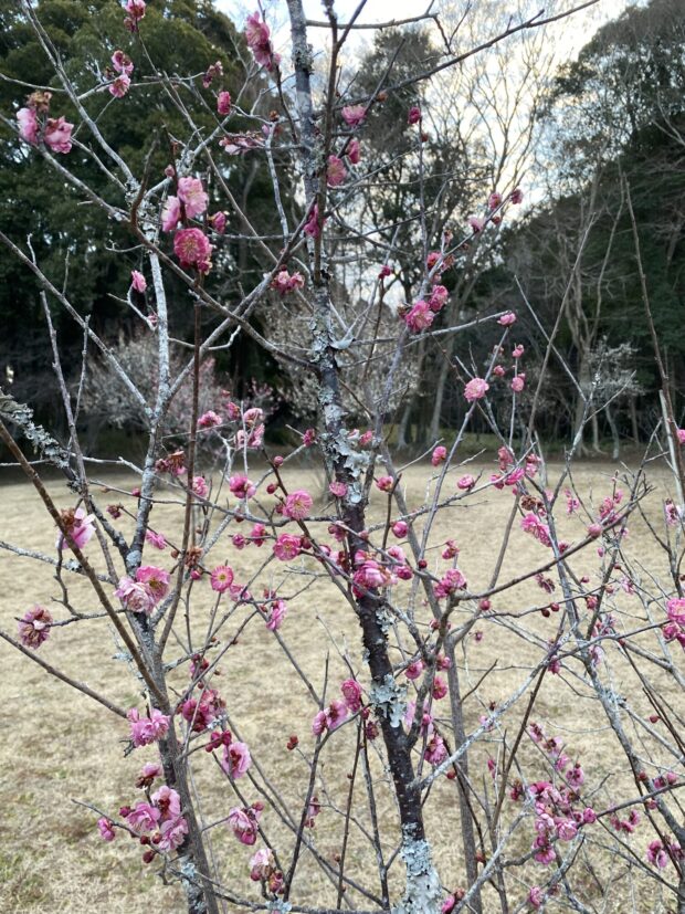 ウメ