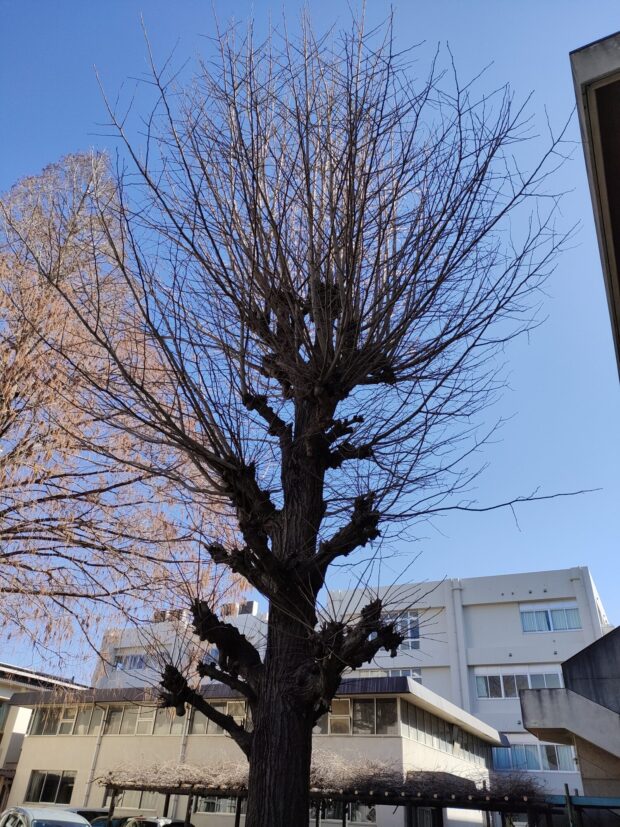 イチョウ