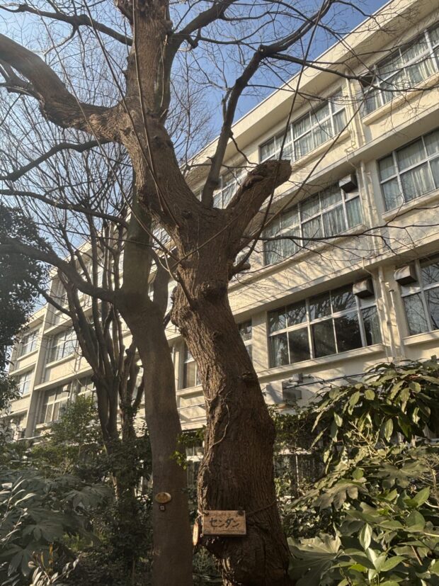 センダン