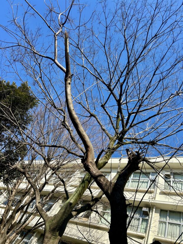 センダン