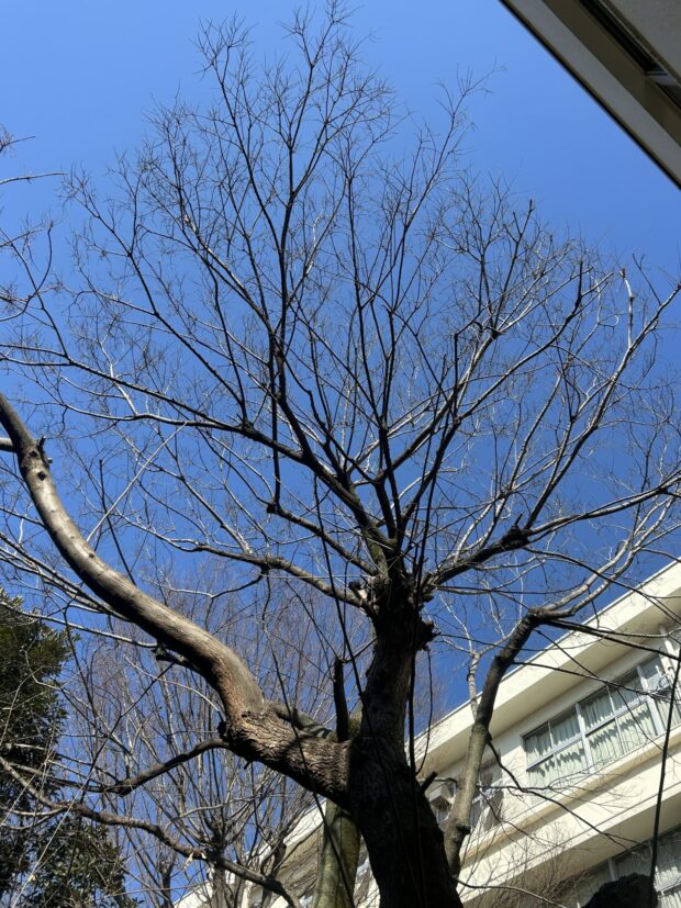 センダン
