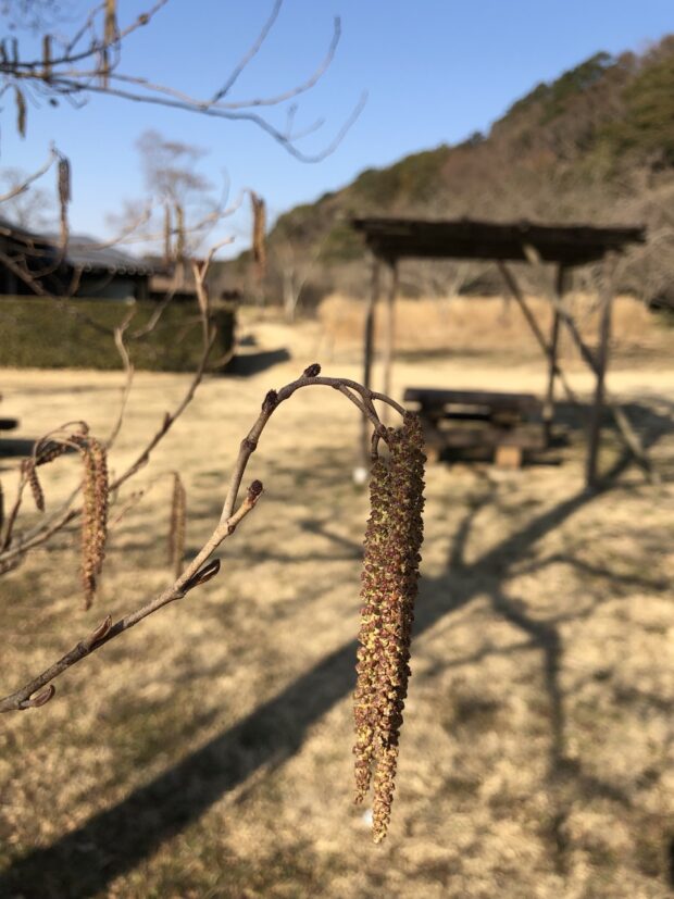 ハンノキ