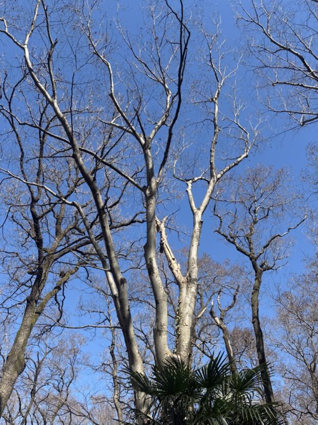 ケヤキ