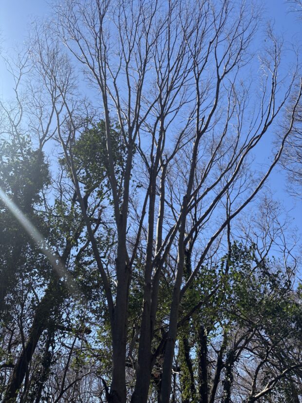 ケヤキ