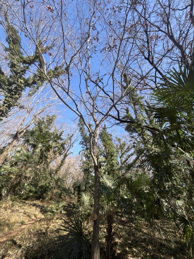 エノキ
