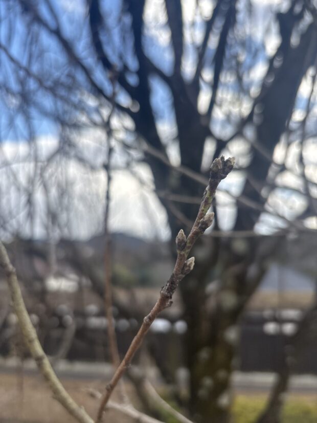 ハナモモ