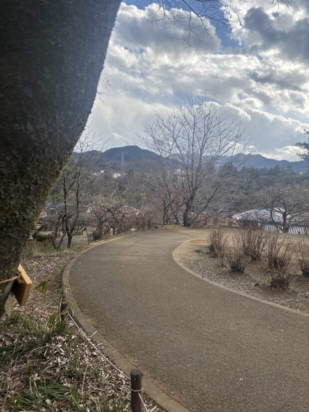 エノキ