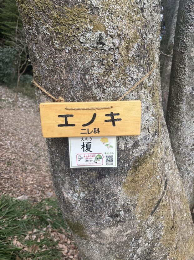 エノキ