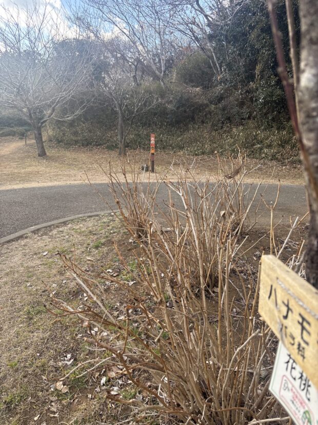 ハナモモ