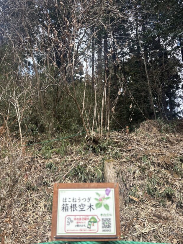 ハコネウツギ