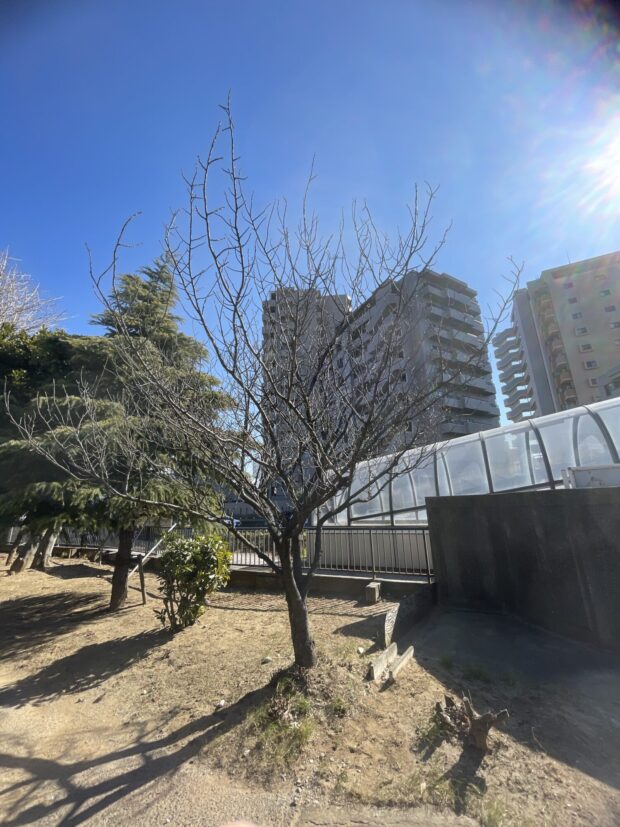 セイヨウミザクラ