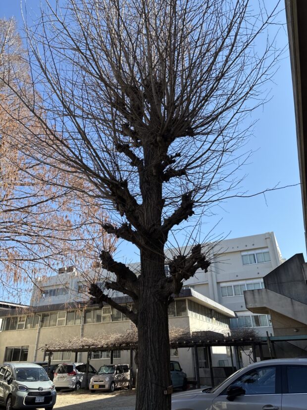 イチョウ