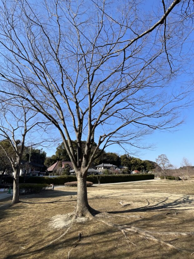 ケヤキ