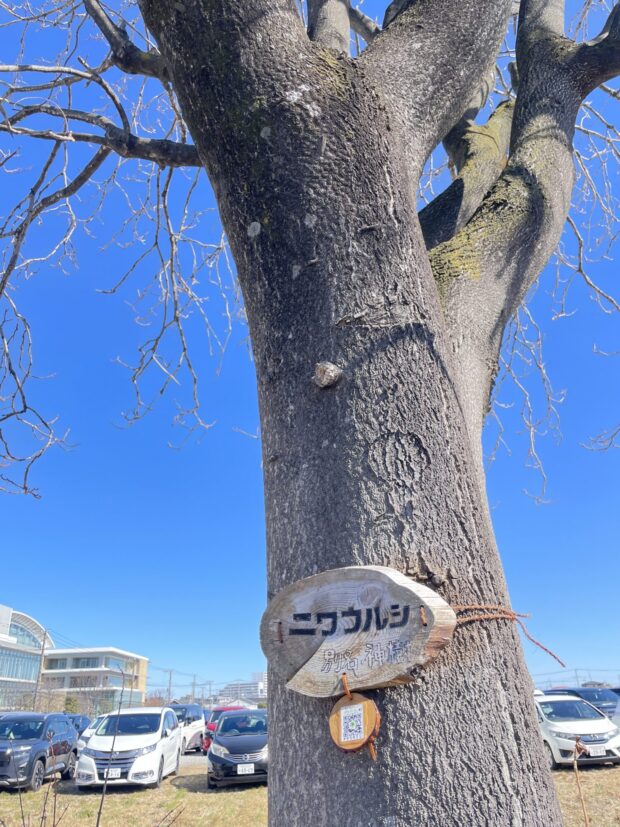 ニワウルシ