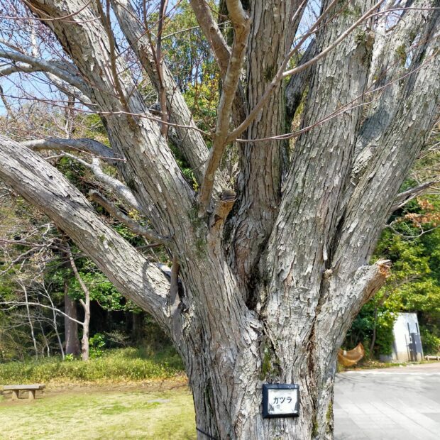 カツラ