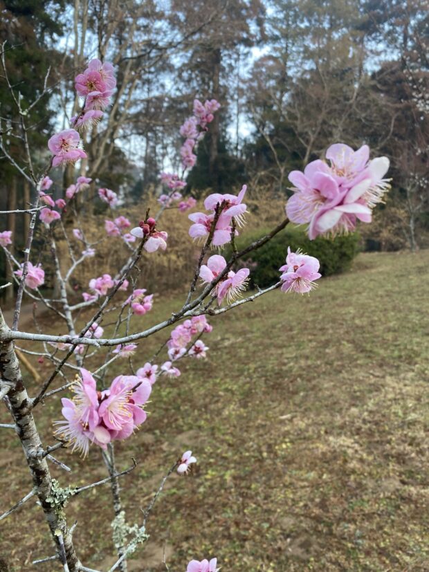 ウメ