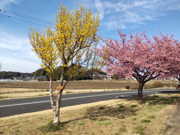 サンシュユ