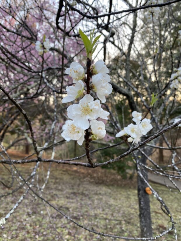 ハナモモ
