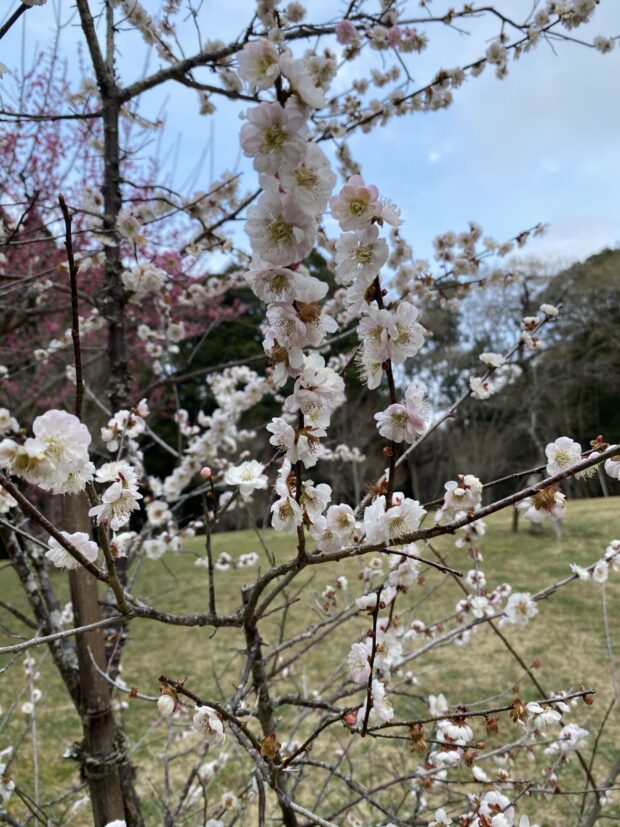 ウメ