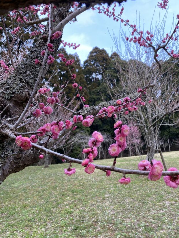 ウメ