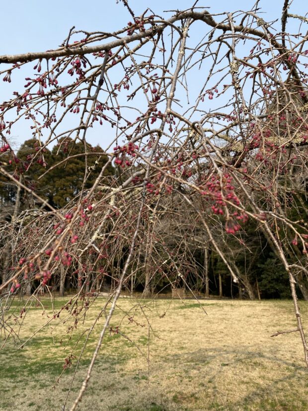 シダレザクラ