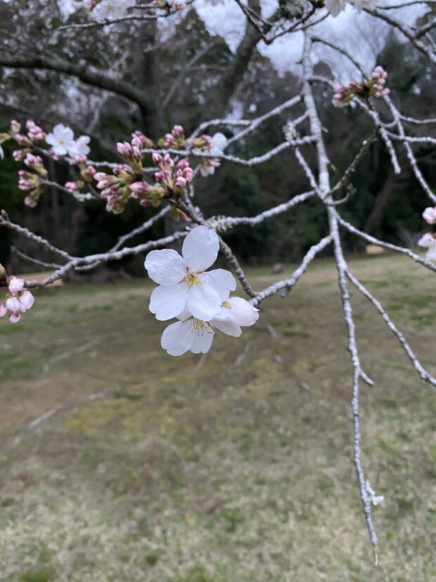 ソメイヨシノ