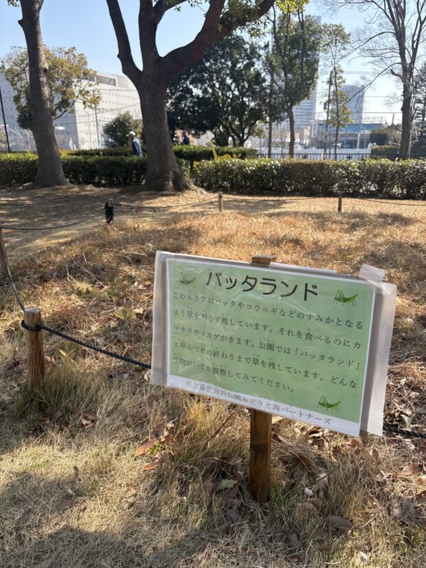 クスノキ