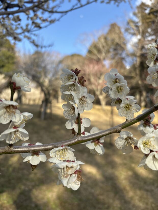ウメ