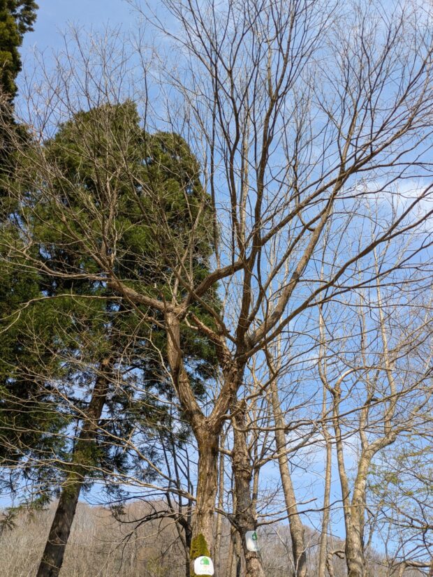 クリ