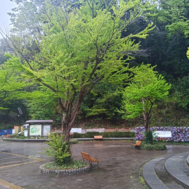 カツラ