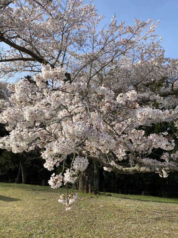 ソメイヨシノ