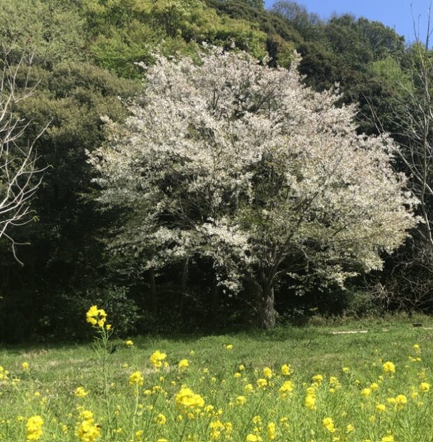 カスミザクラ