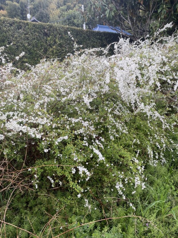 ユキヤナギ