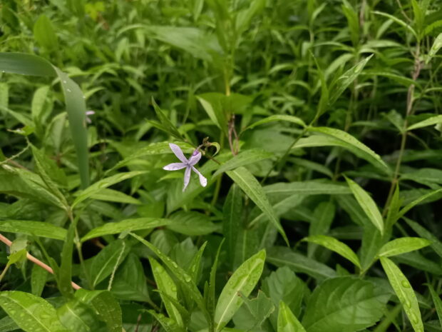 チョウジソウ群生地