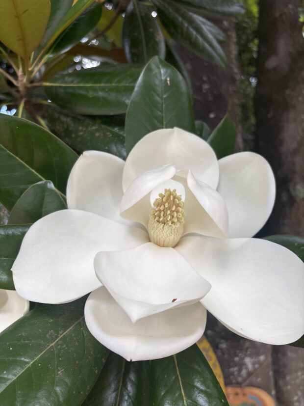 タイサンボク