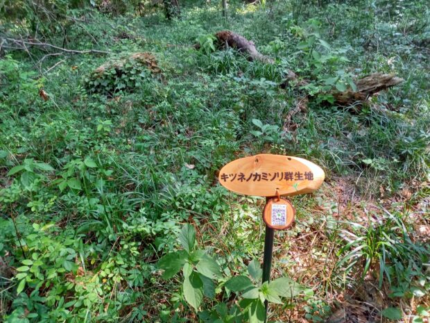キツネノカミソリ群生地