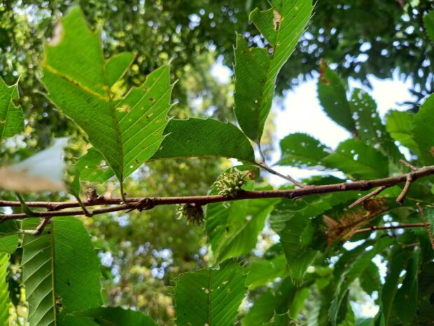 アマナ群生地