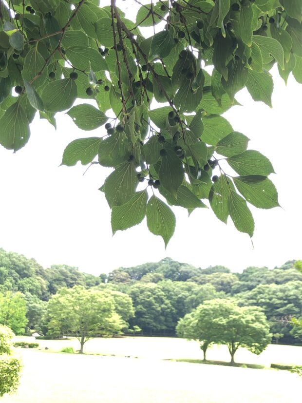 エノキ