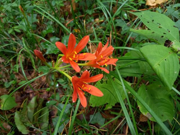 キツネノカミソリ群生地