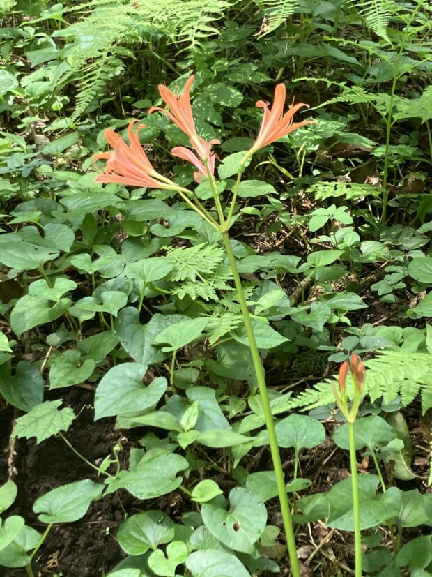 キツネノカミソリ群生地