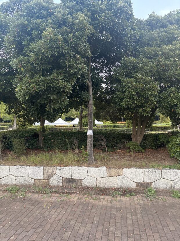 マテバシイ