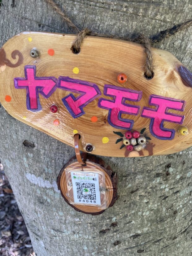 ヤマモモ