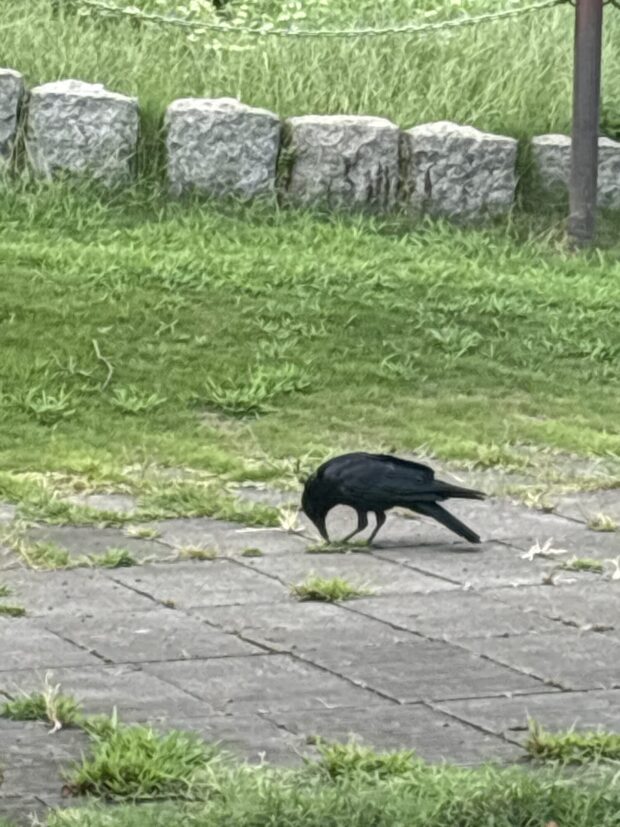オオシマザクラ