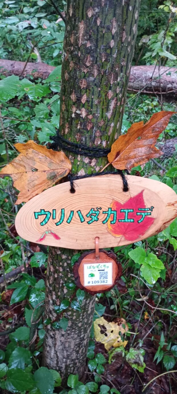 ウリハダカエデ