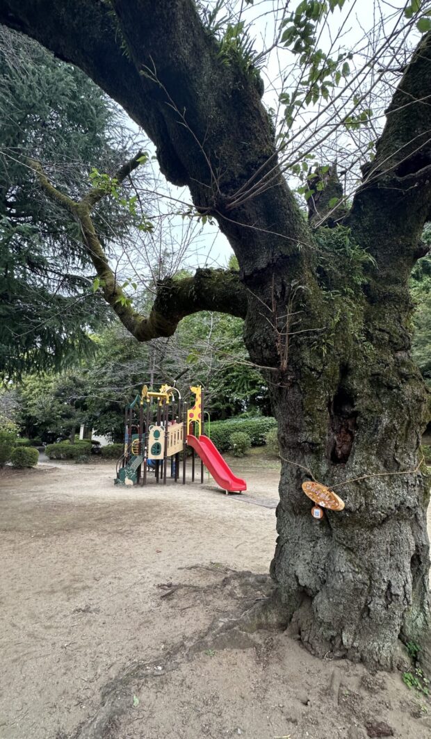 ソメイヨシノ