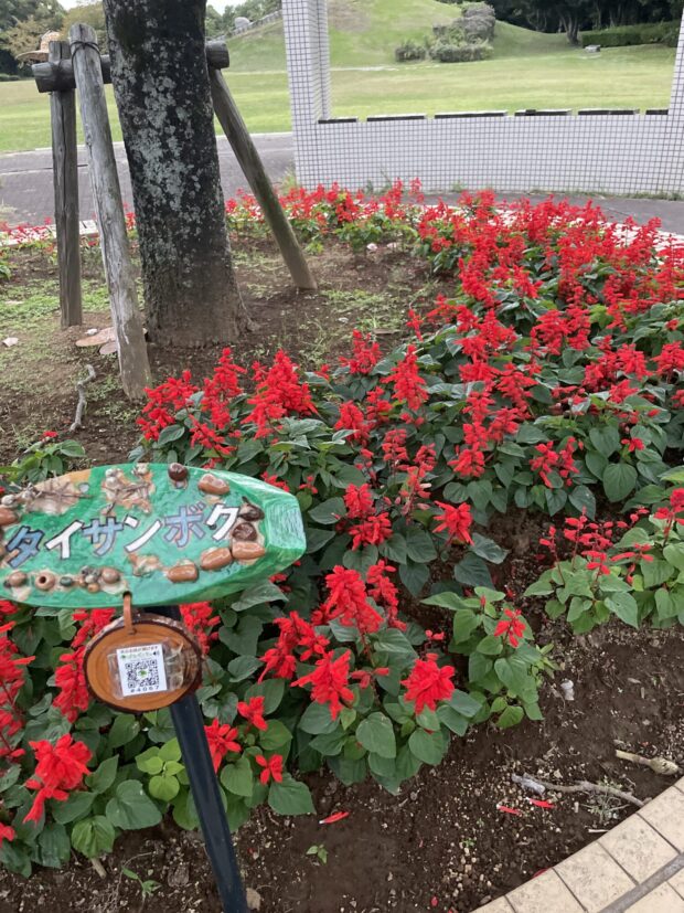 タイサンボク