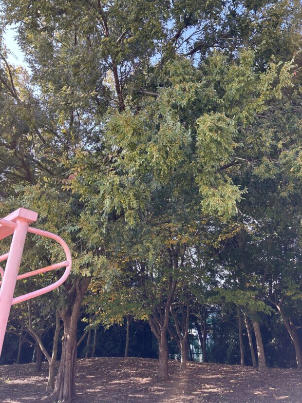 アキニレ