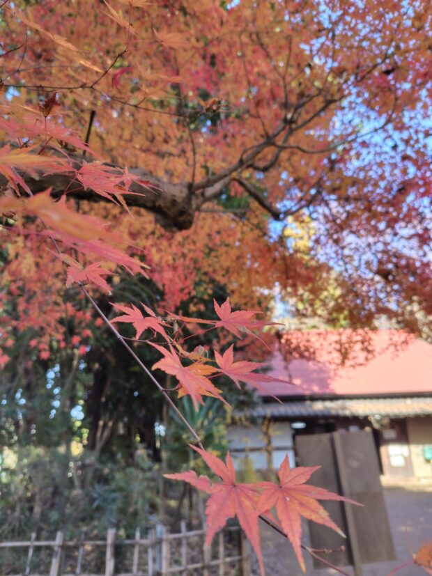 イロハモミジ
