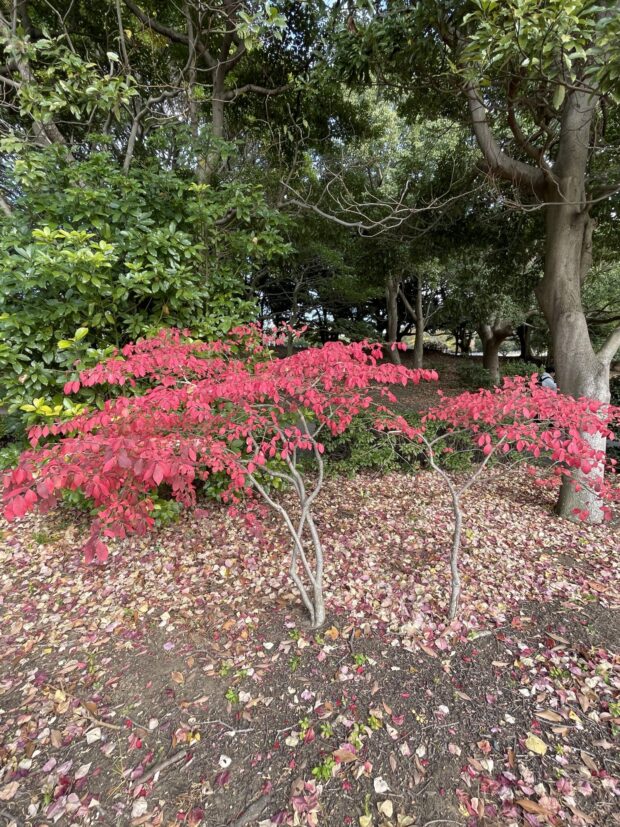 ニシキギ