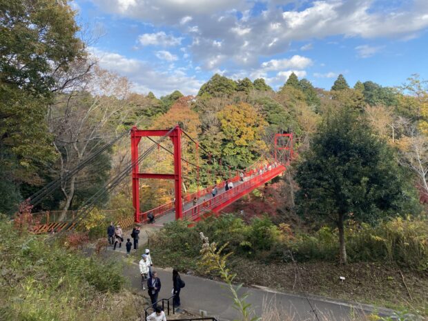 トウカエデ